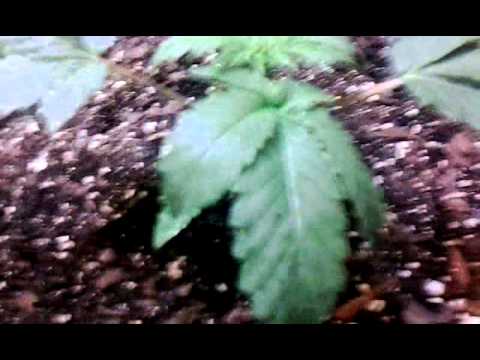 Kannabia Seeds Thai Fantasy Auto Day 16