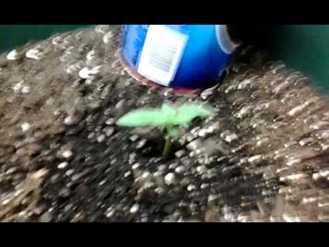 Smokealotjohnny's Garden Update