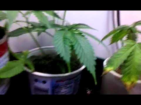 Thai fantasy auto day 3