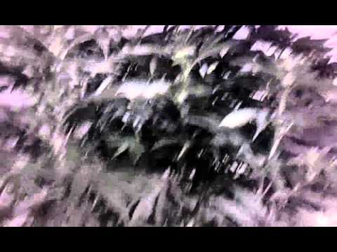 Annie belle under LEDs