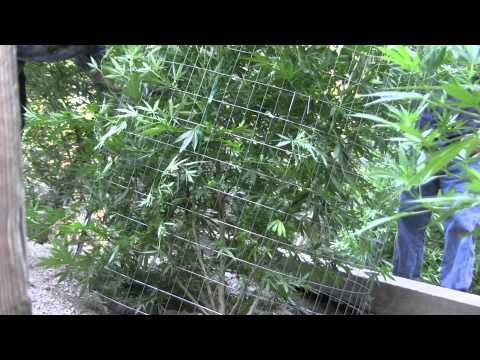 Caging Late with Dino & Nay!