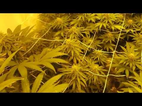 og kush day 46