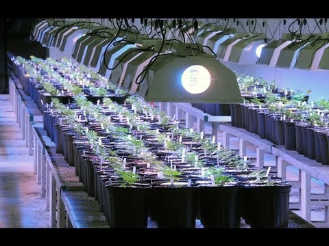 Medical Marijuana facility in Egg Harbor Township