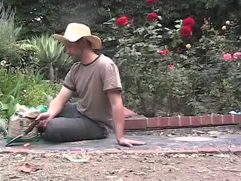 Perfect salvia garden trip watch and laugh