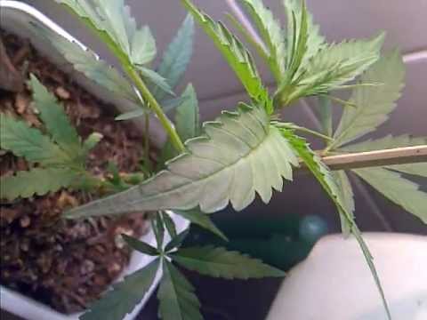 Pineapple Express & Power Skunk auto grow cfl 2013