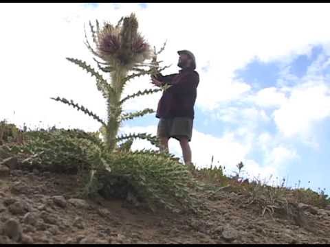 Monster Weed is Huge!