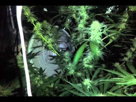 Tomorrow will be 5 weeks into flower