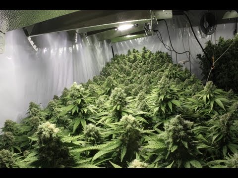 ATTEMPTING A LIVE... please be patient.