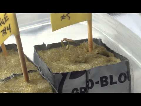 Crop King Seeds - Rogue Thunder