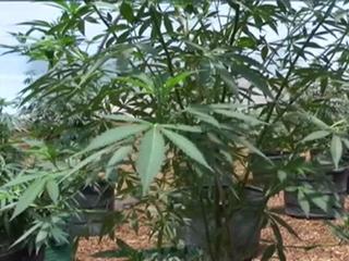 Idaho Arrests Highlight Medical Marijuana Divide