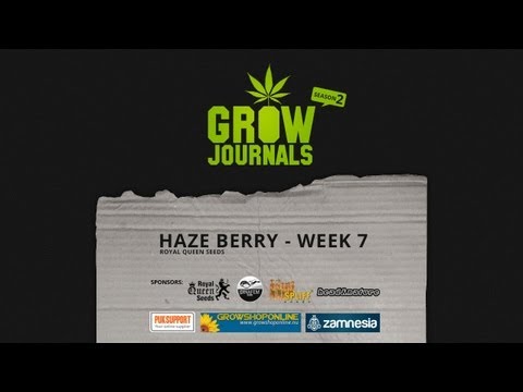 Haze Berry - RQS - Week 7 after germination + LST (Low Stress Training)