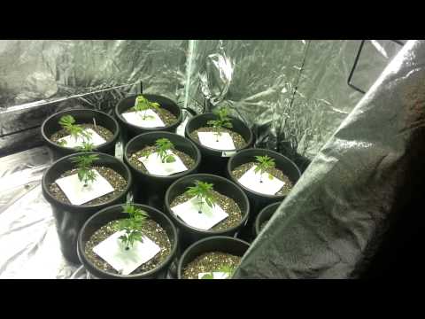 New 2000 Watt Grow Area Set Up & Ready..