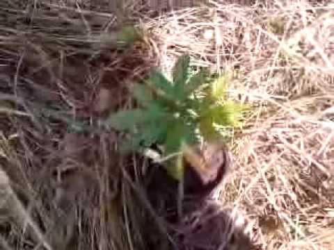 Palimy marihuanę z kolorowym vlogiem!