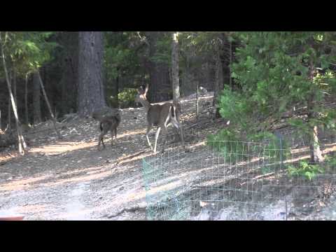Tiny Fawn Munches on Oak HD & SUPER Closeup!