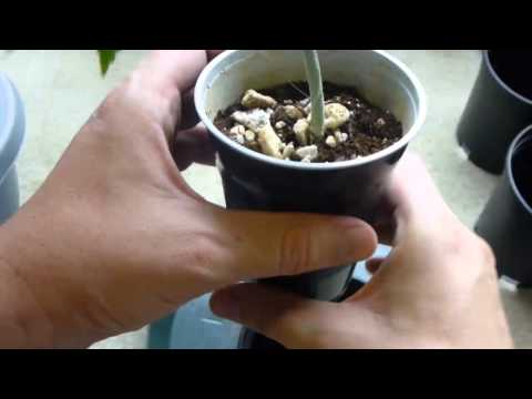 Transplant Cannabis Explained