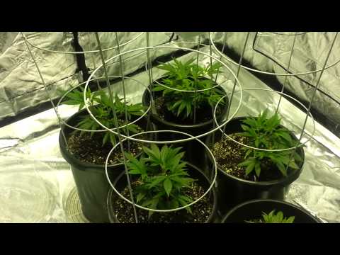 Weekly update on garden progress..