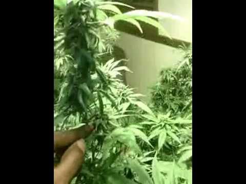 week 5 flowering marijuana 4000 w grow room