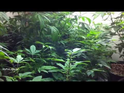 Pro Marijuana Grow Tent? Or Custom Closet Grow Box?