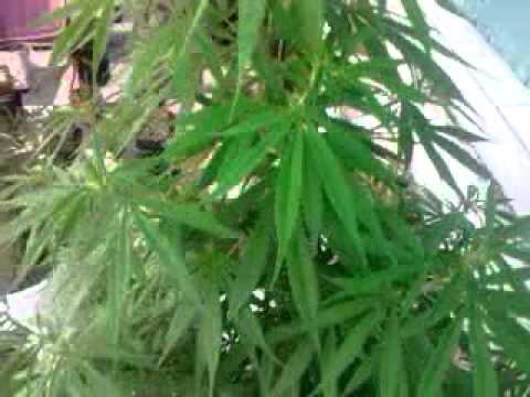 Super Plant Cannabis - Destroyer Sativa