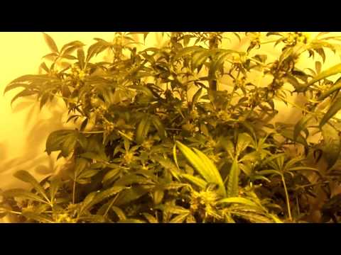 DWC grow #2 update 6