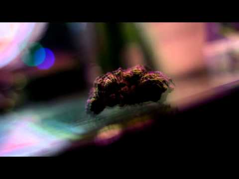 Soul City Ft. CC Marley - All I SMOKE IS LOUD | Directed By Ced Lynch (Official Video)