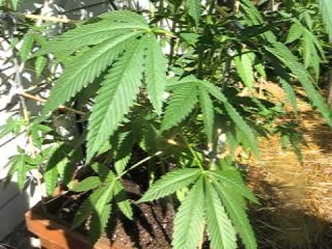 Aug. 18, 2013 plant update
