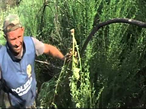 Castellammare (NA) - Scoperta piantagione di marijuana sul Faito (21.08.13)