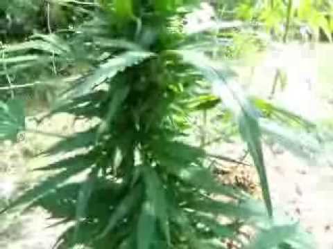 Outdoor cannabis grow...update week one of flower