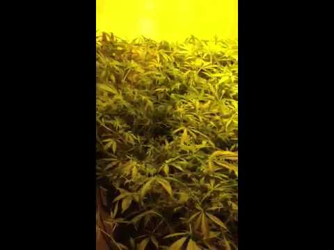 1 light 30 plants CALI STYLE!!