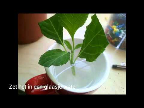 Making Salvia Divinorum Cuttings - How to make a Salvia cutting