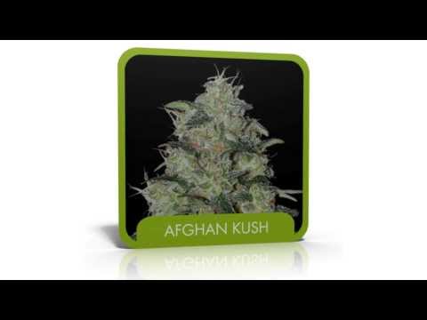 Afghan Kush Cannabis Seeds