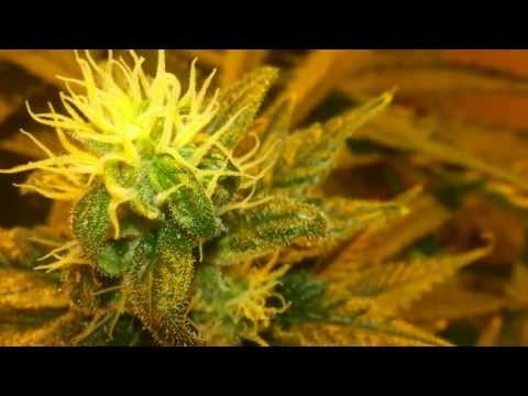 a look at some wonder woman and ice ... white castle bho hash