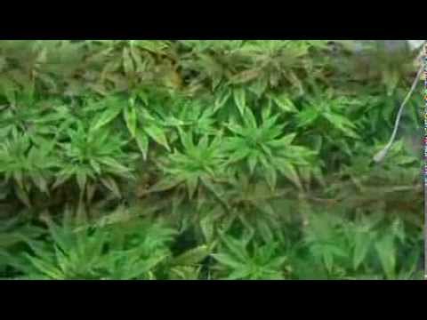 Haze Berry - RQS (1 Plant SCROG) - Week 9 after germination + Advanced nutrient lockout