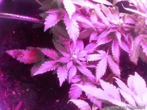 Pics Of Weed Plants. marijuana plant timelapse