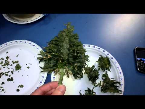 LED Grow AK-47 Auto Harvest