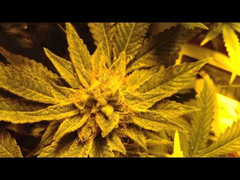 Medical Marijuana 2x4 Scrog Grow tent - Day 55 Flowering