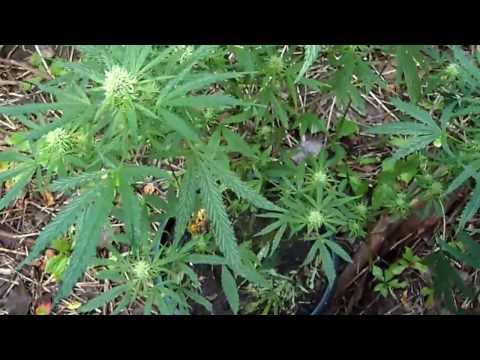 Bag Seed Grow