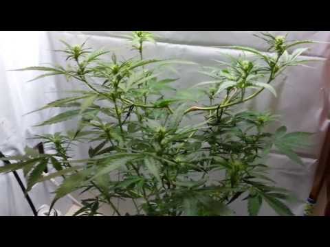 Barney's Pineapple Express Autoflower Cannabis Coco Coir grow hydroponic