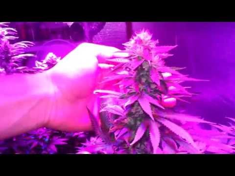 Chemdog from ghs & darkstra from thseeds, part5