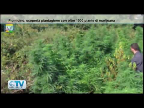 Fiumicino, scoperta una 'piantagione' di oltre mille piante di marijuana: 700mila euro il valore