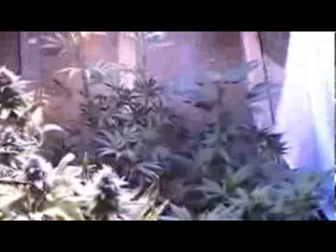 michigan grower part 5 purple plant