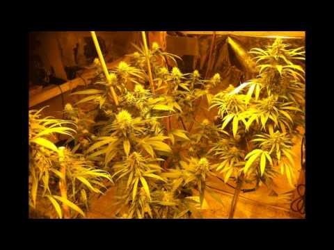 Medical Marijuana Video Journal October 31, 2012 thru July 16, 2013