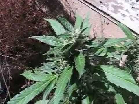 Sept. 16, 2013 medical marijuana plants update
