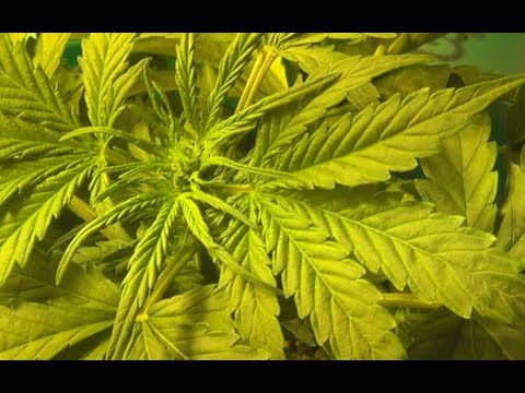 How to Grow Auto Flowering Cannabis(DBW) Part:3 Transition from(MH) to (HPS) day 25