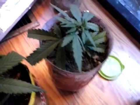 Transplanting clone / minimal topping | Indoor CFL Cannabis Grow Cabinet Experiment Closet
