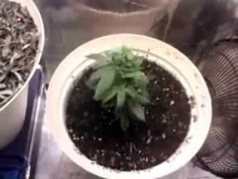 Snapshot 3 | Indoor CFL Cannabis Grow Cabinet Experiment Closet