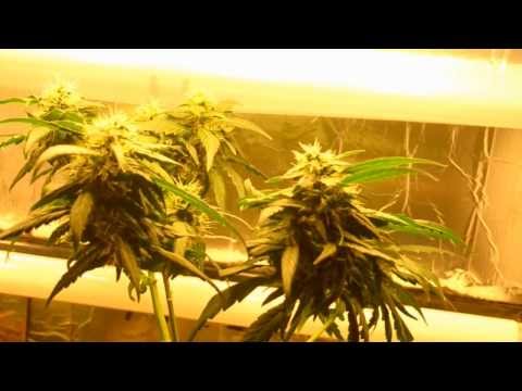 EP. 9 Flowering Week 8 - Clone Update | Indoor CFL Cannabis Grow Cabinet Experiment Closet