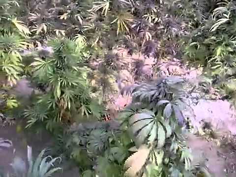 hashish of afghanistan