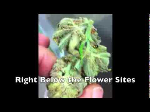 Buds OOZING Resin-Sap-Sugar out Of Buds Sites | Cannabis Odyssey #2 | Leaking Sugar Sap Resin Buds