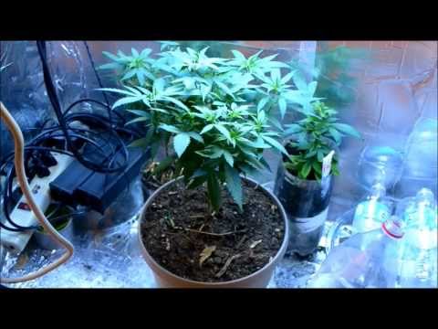 EP. 8 Part 2 Close-up week 6 | Indoor CFL Cannabis Grow Cabinet Experiment Closet